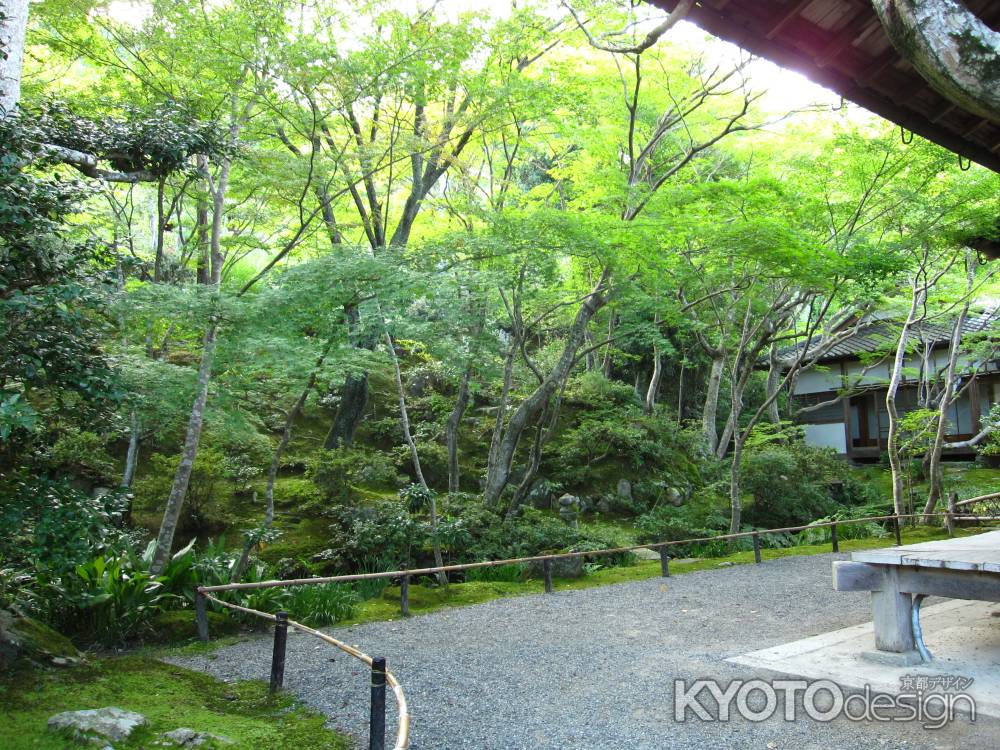 緑が綺麗な常寂光寺本堂裏の庭園