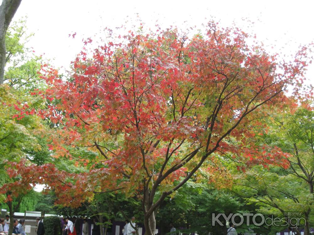 平安の庭　色ずき始めた紅葉