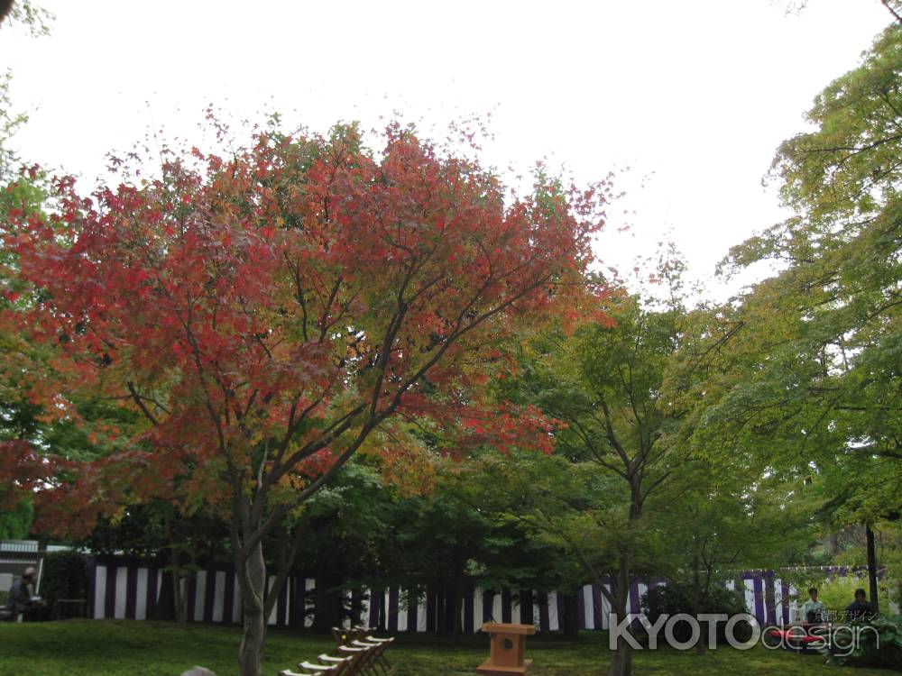 曲水の宴を待つ紅葉