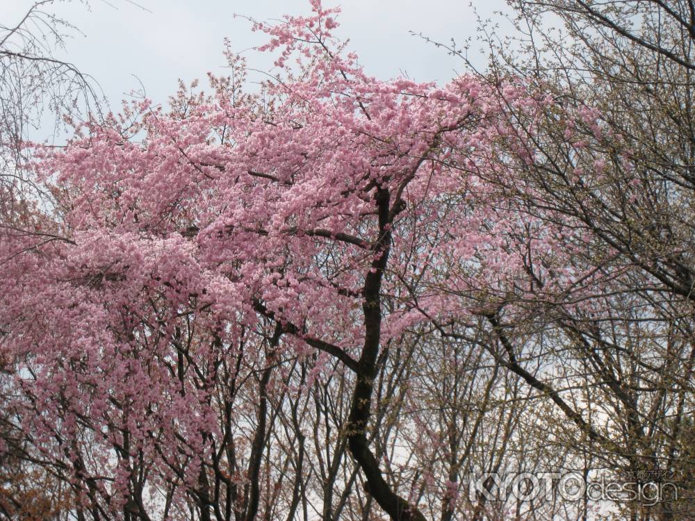 かわいいピンクの桜