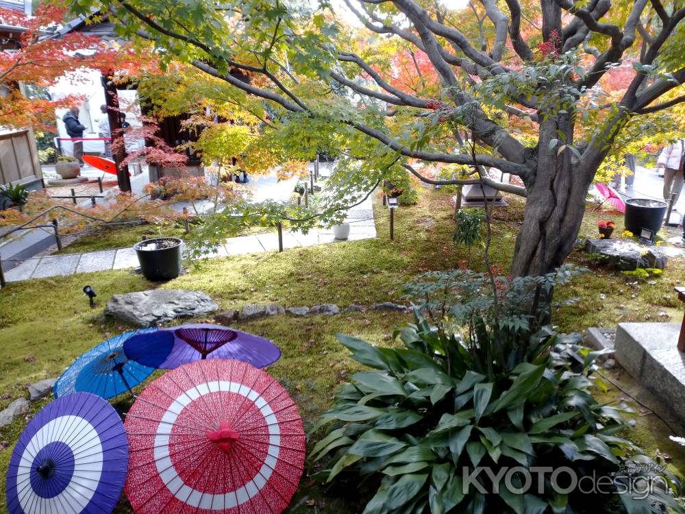 和傘と秋のコラボ
