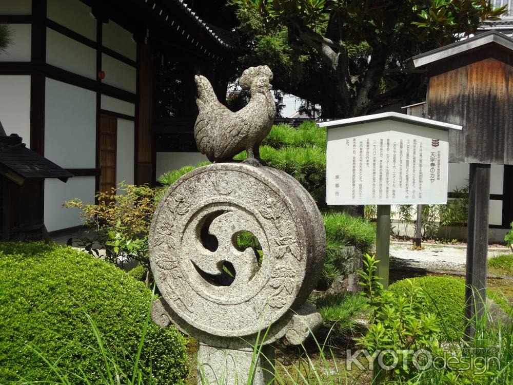 天寧寺のカヤ