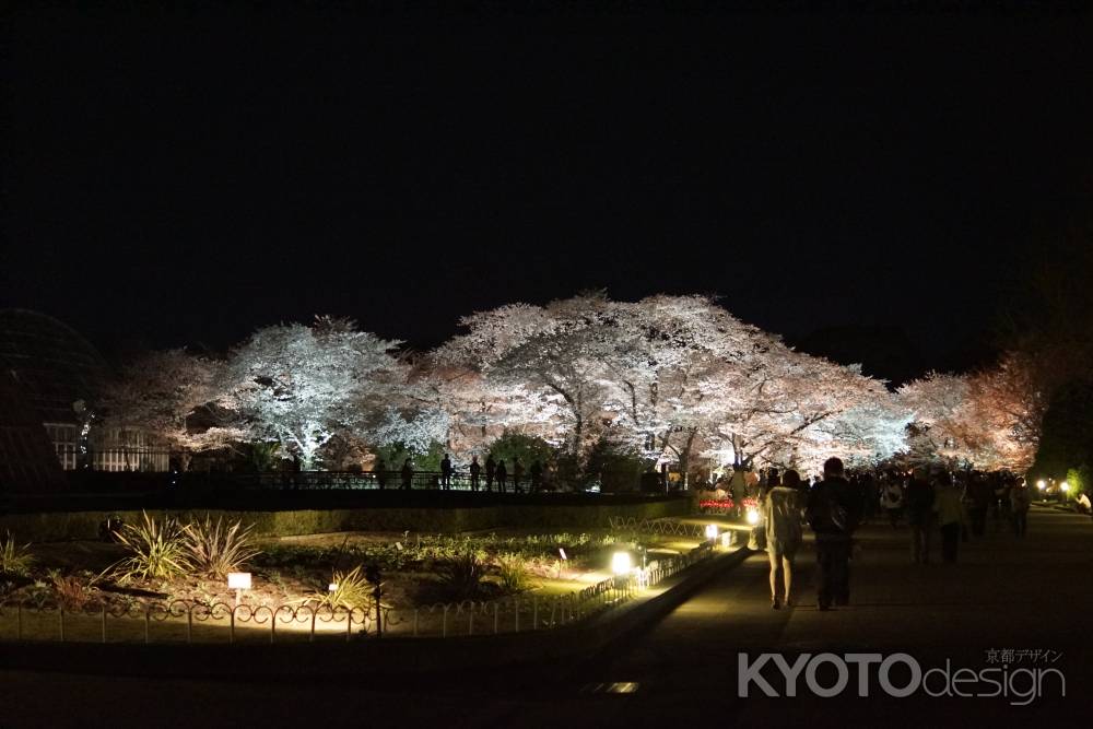 京都植物園ライトアップ