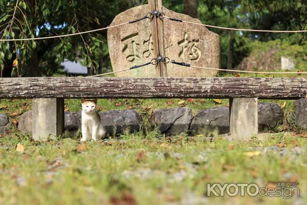 八坂のにゃんこ