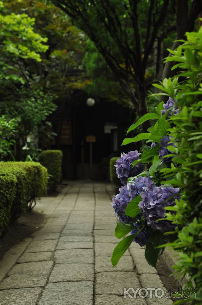 瑞泉寺の紫陽花