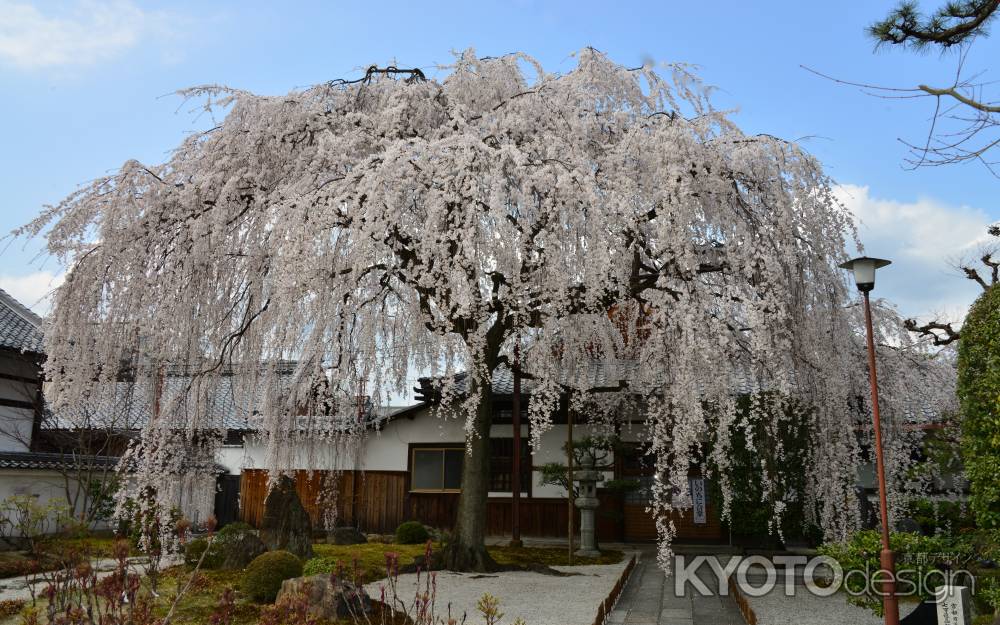 本満寺　しだれ桜