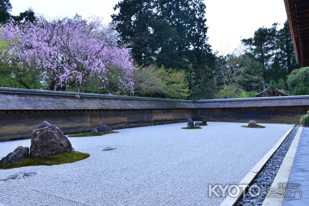 龍安寺  春の庭園