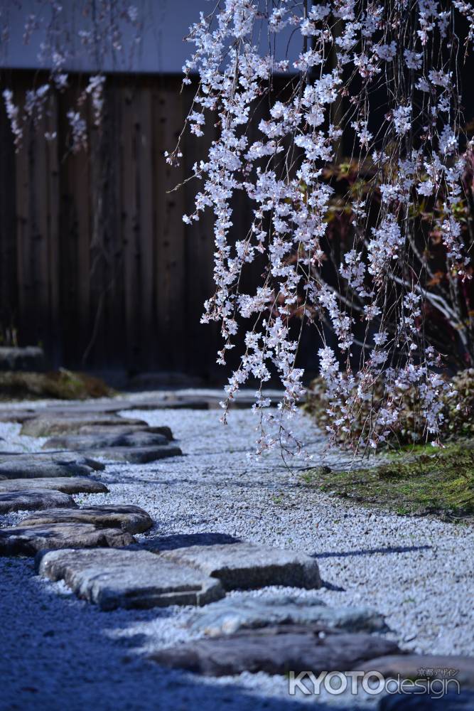 本満寺  枝垂れ桜