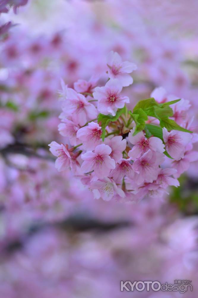 桜珠