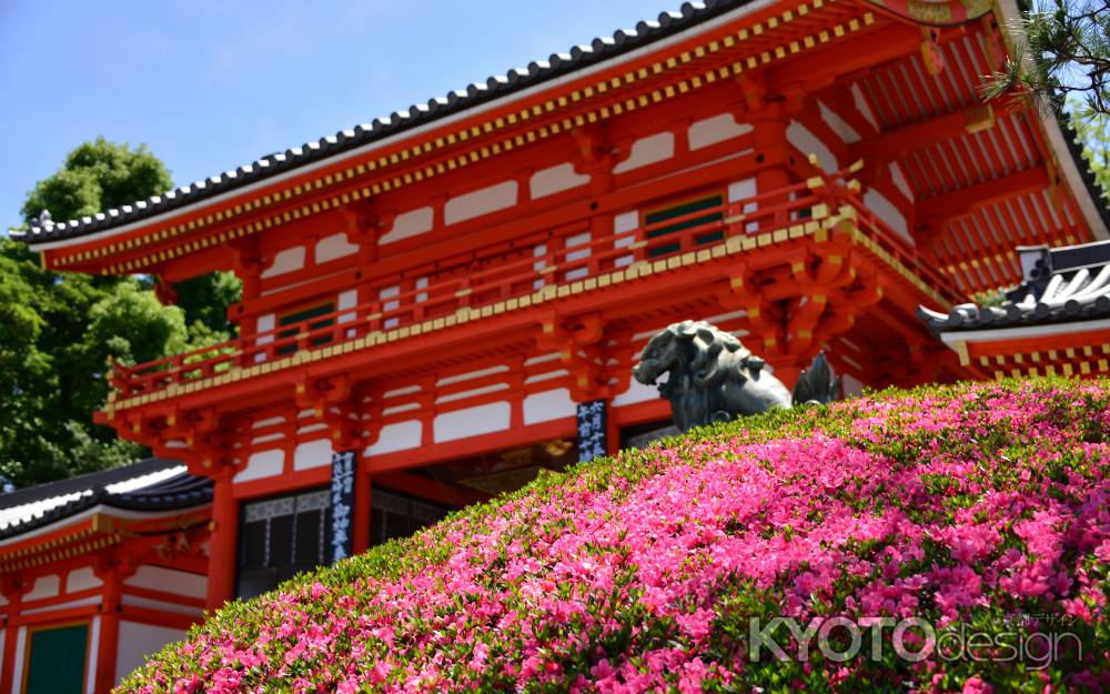 八坂神社　皐月の花咲く祇園