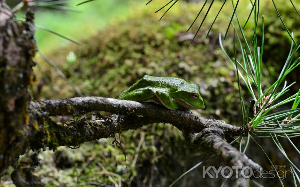 詩仙堂　モリアオガエル