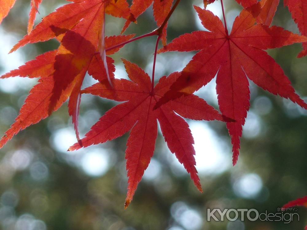 紅葉　（粟生光明寺）