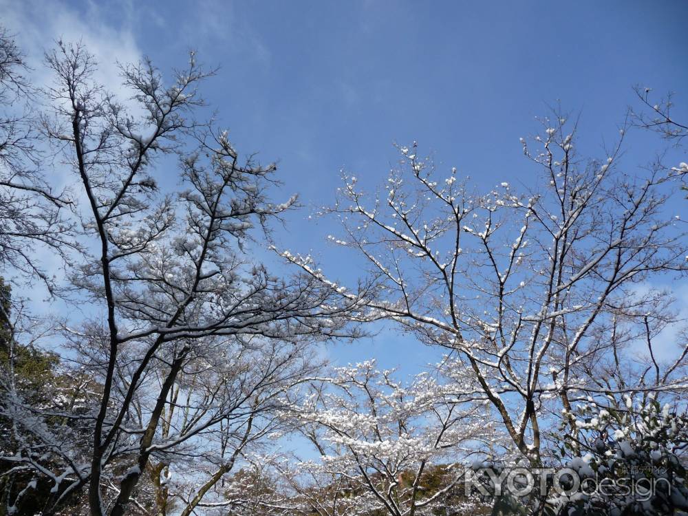 青空に映える （雪の金閣寺） 2014.01