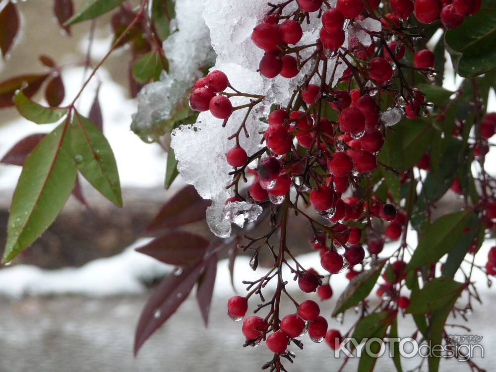 雪と南天