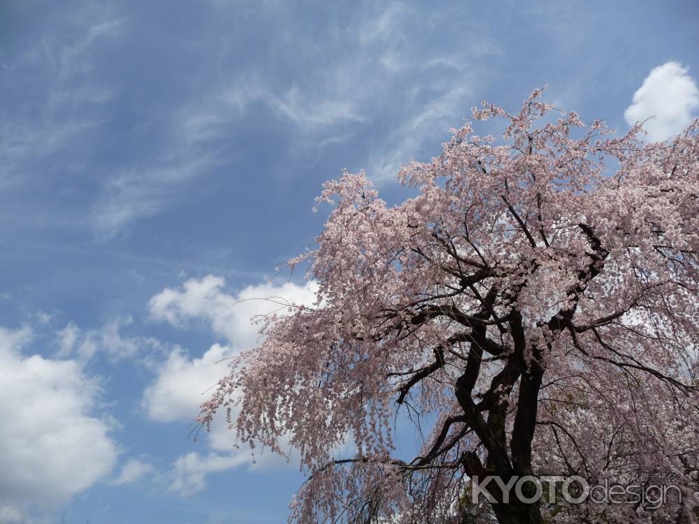 醍醐寺の桜 2014.04 -3