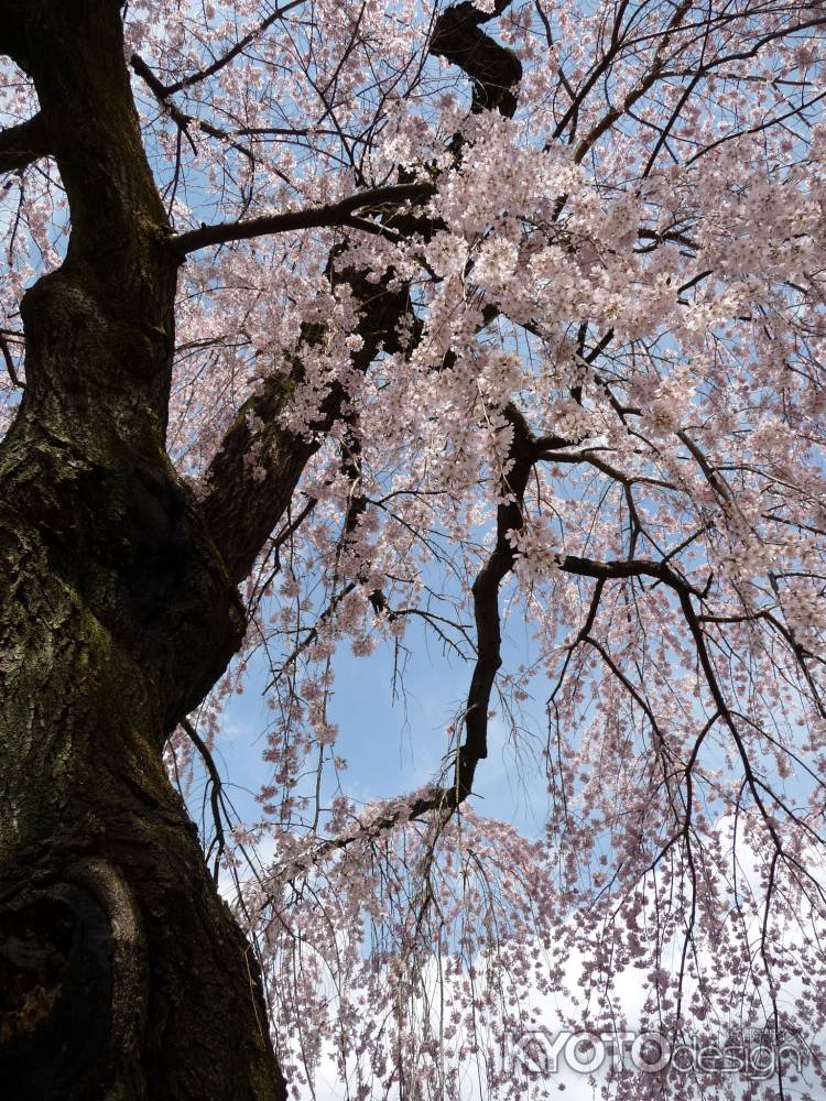 醍醐寺の桜 2014.04 -4