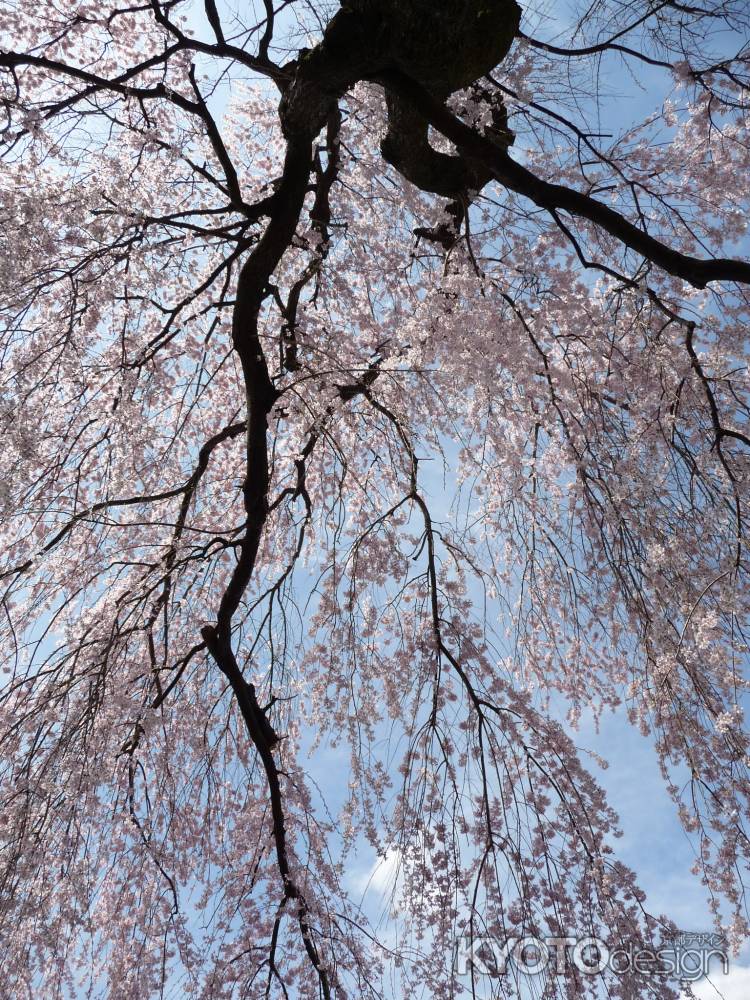 醍醐寺の桜 2014.04 -5