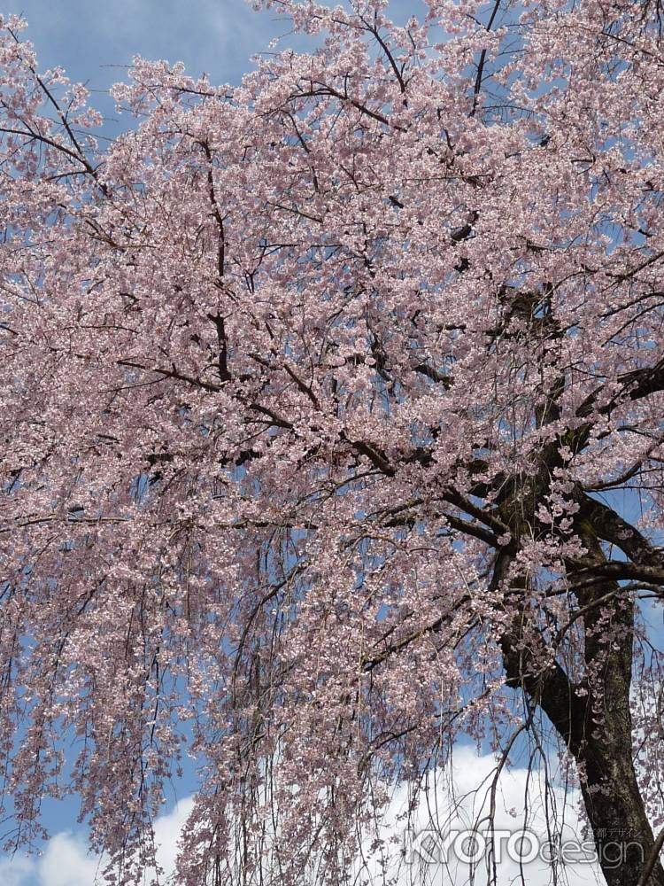 醍醐寺の桜 2014.04 -6