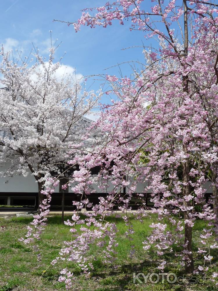 醍醐寺の桜 2014.04 -7