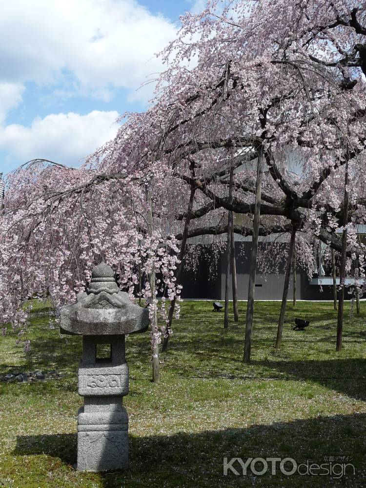 醍醐寺の桜 2014.04 -8