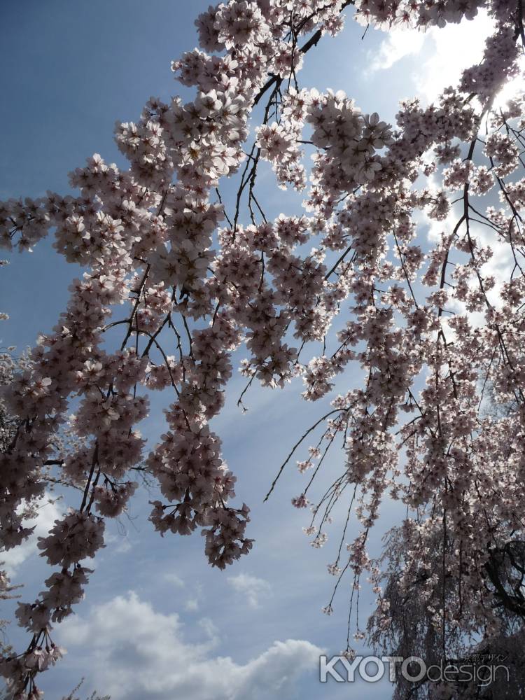 醍醐寺の桜 2014.04 -9