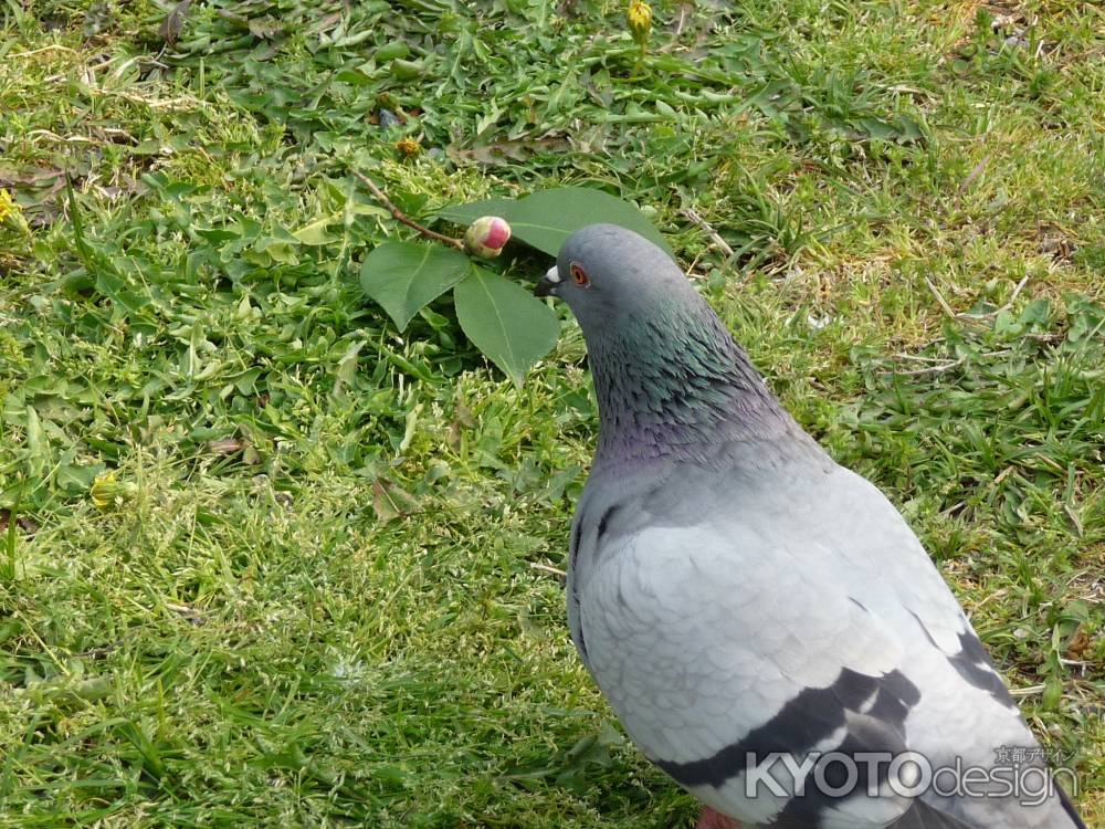 はい、ちょいとゴメンよ。 （鳩・京都御所）