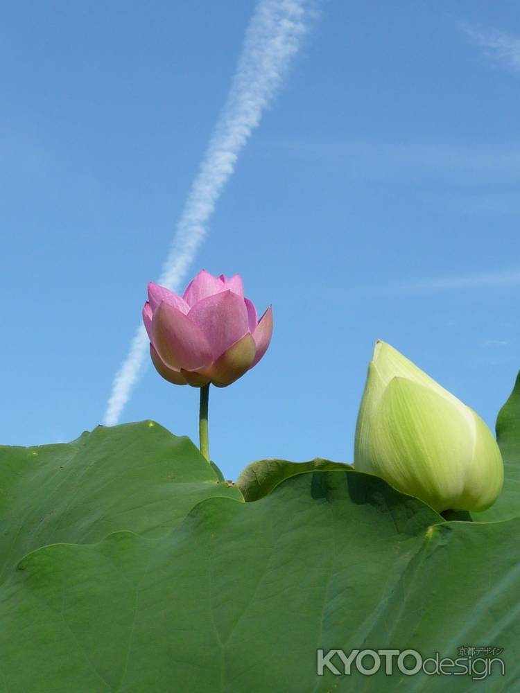 法金剛院・蓮の花と飛行機雲　2013.7 