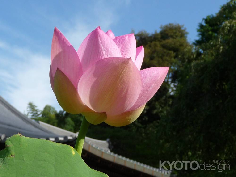 法金剛院・蓮　2013.7 -F