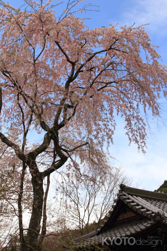 勝持寺　西行桜