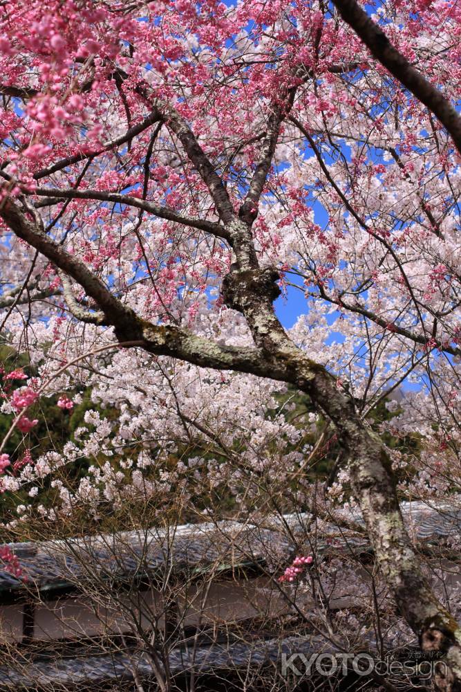 勝持寺　桜①