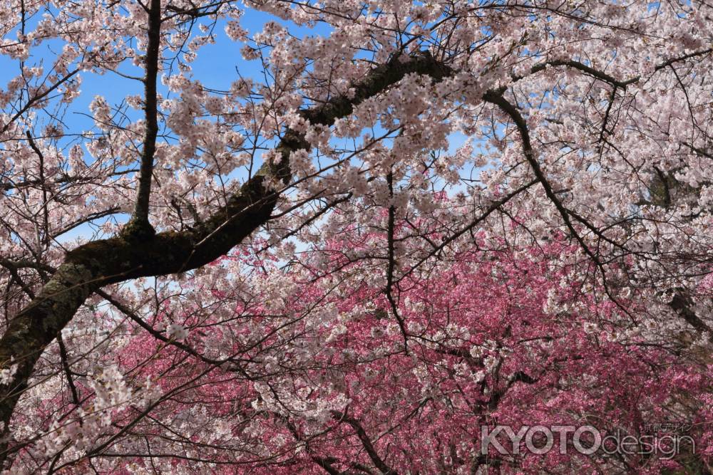 勝持寺　桜②