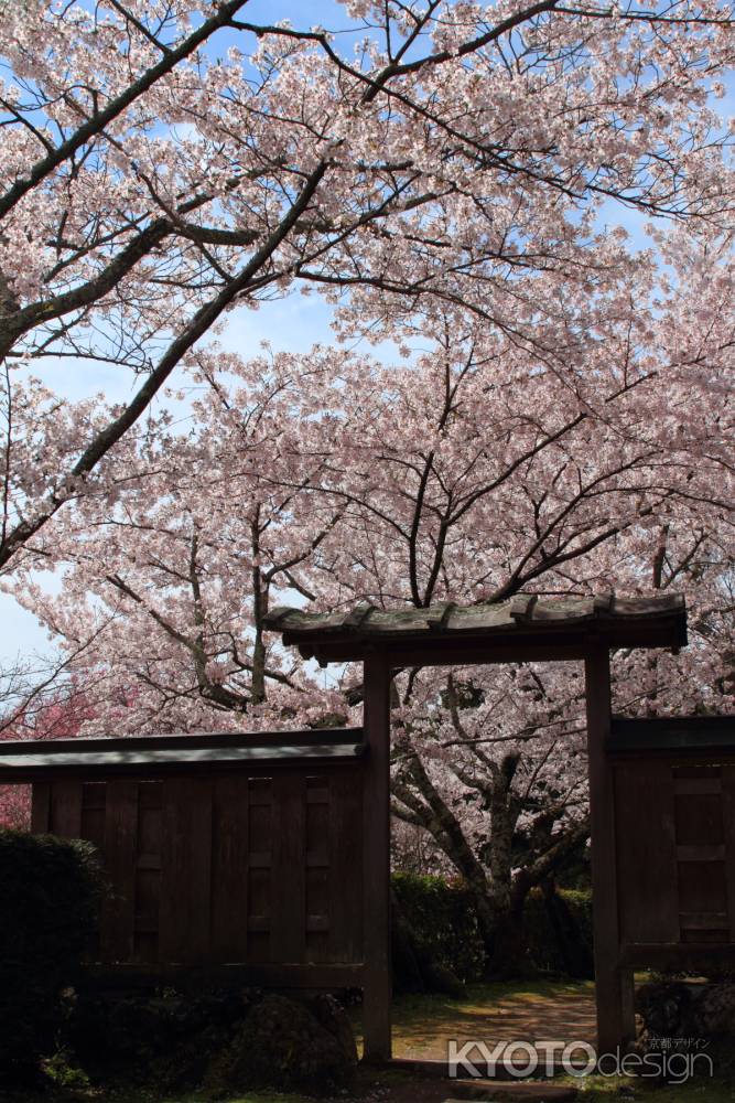 勝持寺　桜③