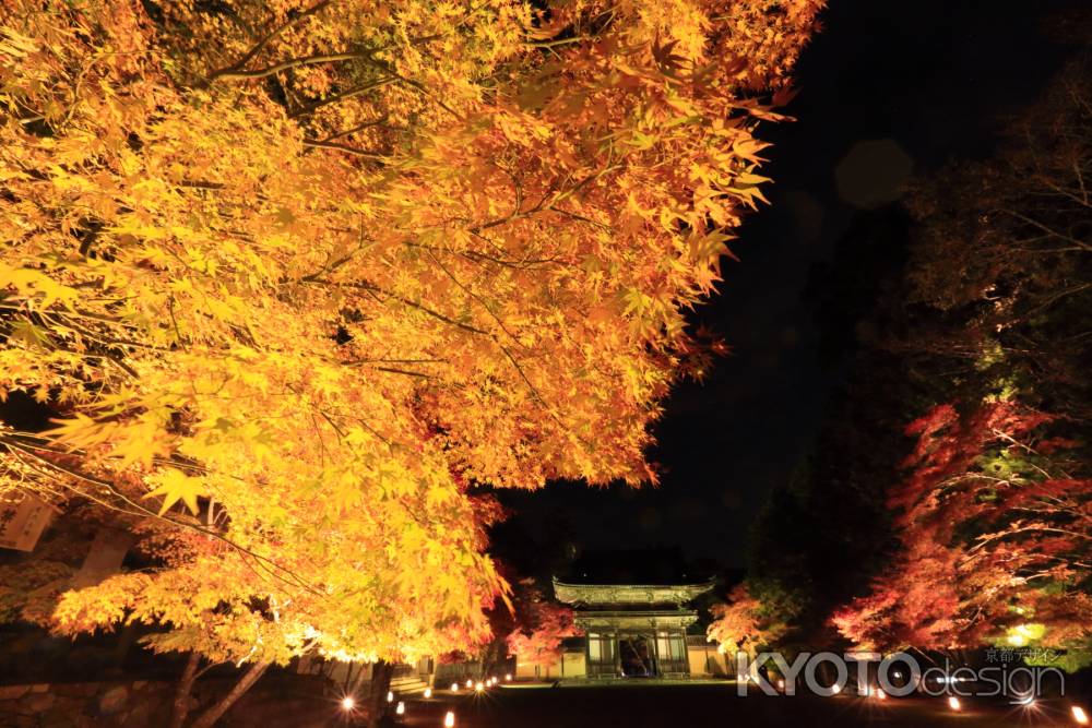 神護寺　ライトアップ　2014①