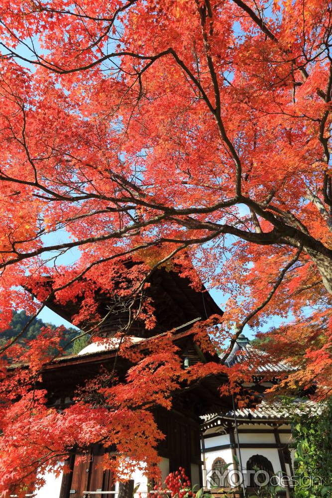 善峯寺　2014秋②