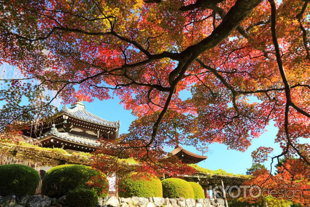 善峯寺　2014秋③