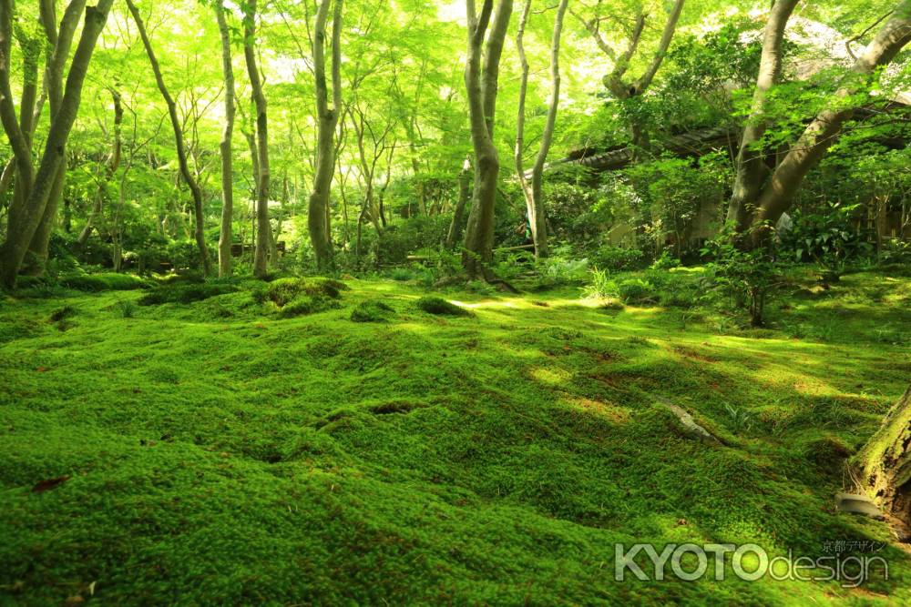 祇王寺　2013夏