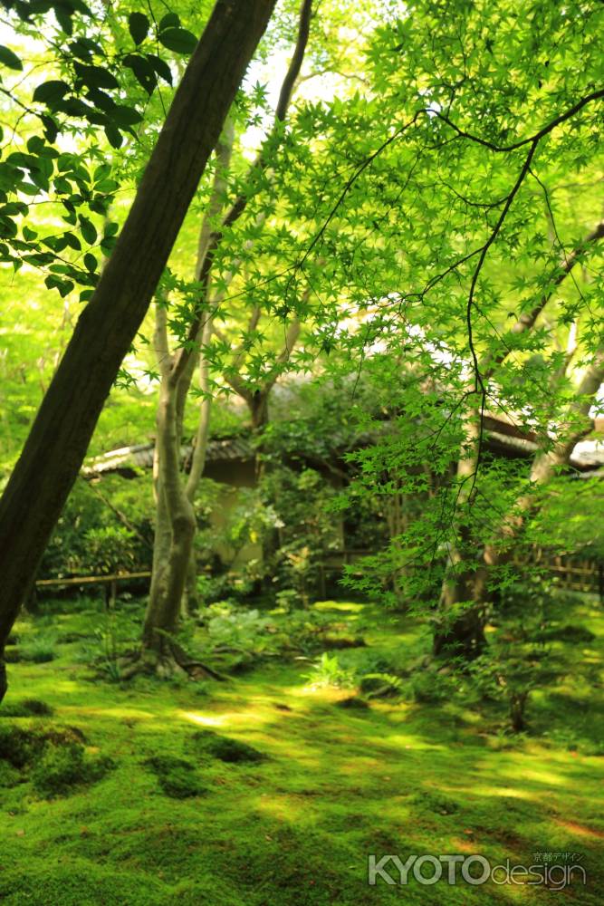 祇王寺　夏　青もみじ