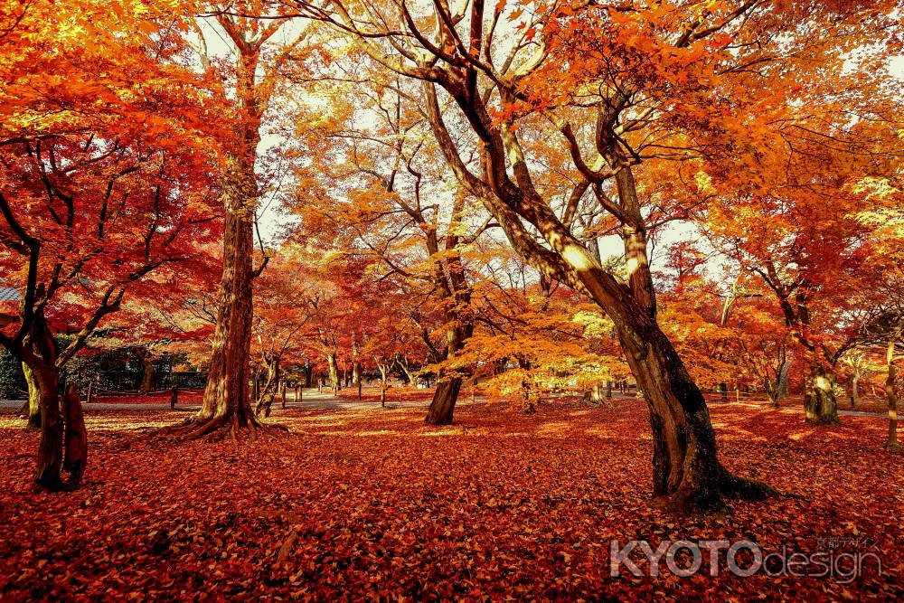 紅葉散歩：東福寺1