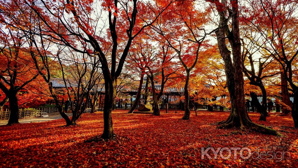 紅葉散歩：東福寺6