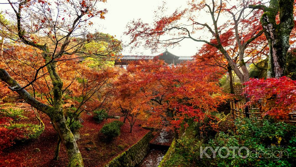 紅葉散歩：東福寺７