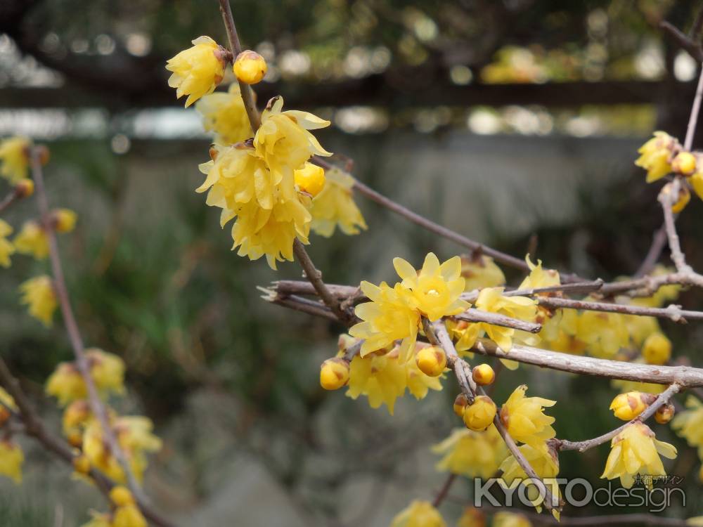 圓通寺の花