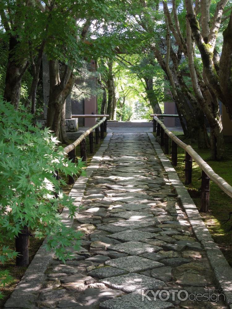 光悦寺参道の青モミジ