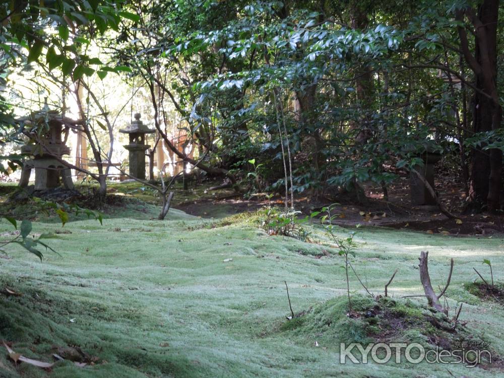 野宮神社苔の庭その1