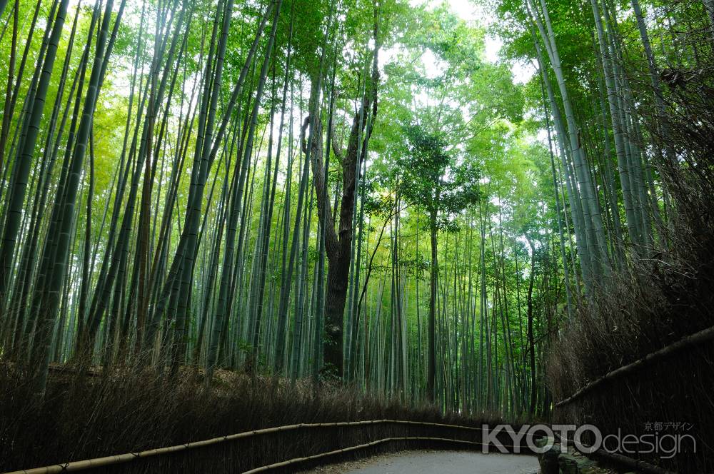 嵯峨野　竹林の道