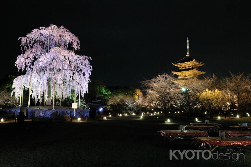 東寺　桜ライトアップ