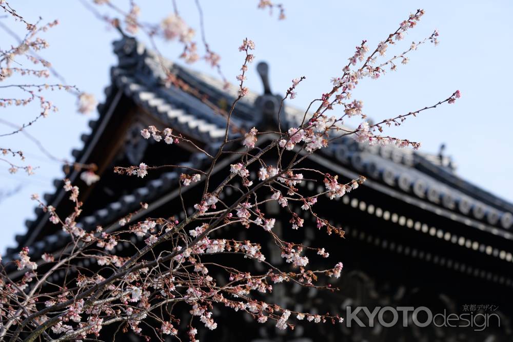 妙蓮寺　御会式桜