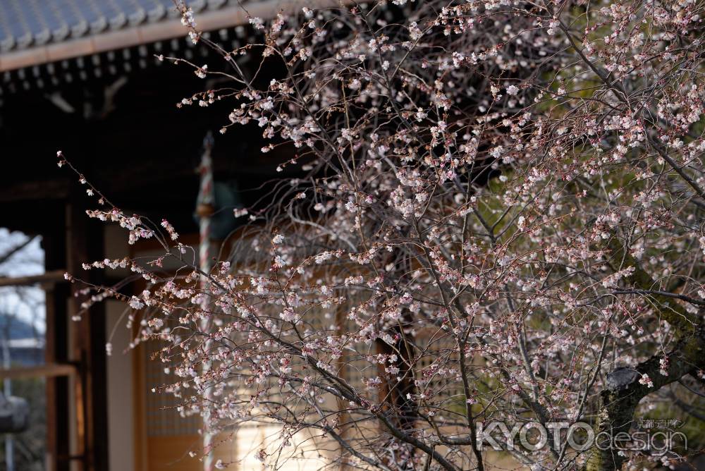 妙蓮寺　御会式桜2