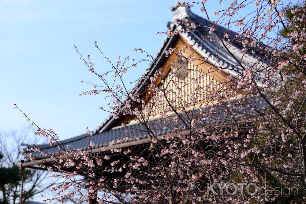 妙蓮寺　御会式桜3