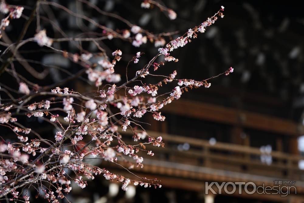 妙蓮寺　御会式桜4