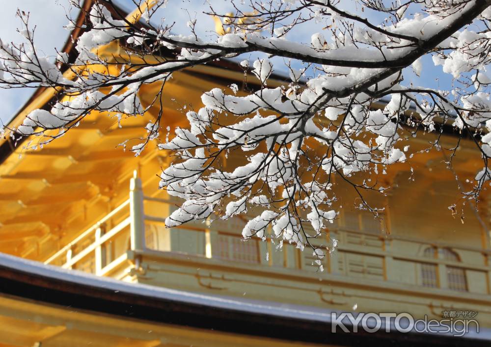 金閣寺の雪桜